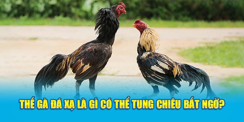 Thế gà đá xạ là gì có thể tung chiêu bất ngờ?