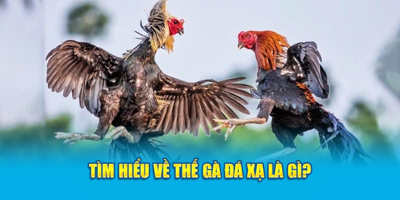 Tìm hiểu về thế gà đá xạ là gì?